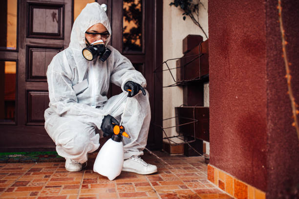 Attic and Crawl Space Rodent Treatment in Hewlett