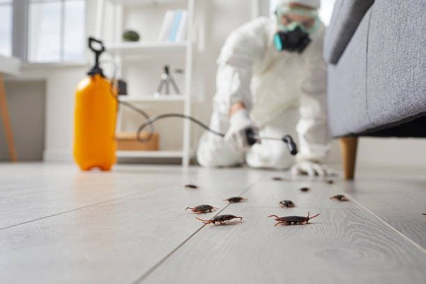 Commercial Rodent Management in Hewlett